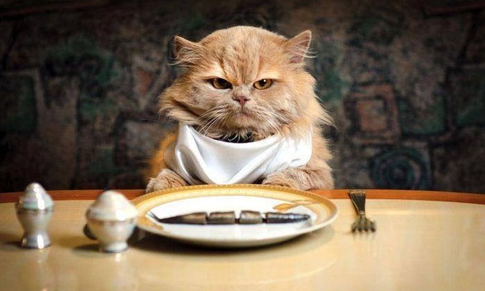 8 Resep Makanan Kucing Buatan Sendiri Kaya Nutrisi, Bikin Kucing Kamu